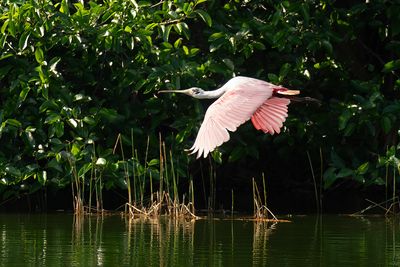 Rosette Spoonbill