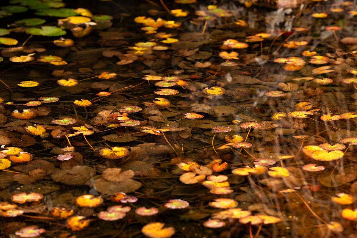 water plants