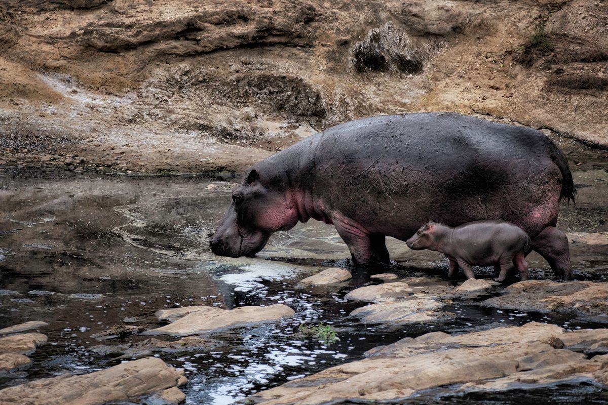 Mom and Baby Hippo