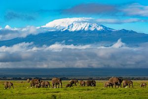 Elephant herd