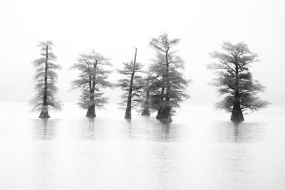 StarkTrees