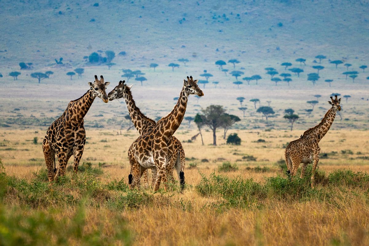 Giraffe landscape