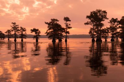Pink Dawn Caddo