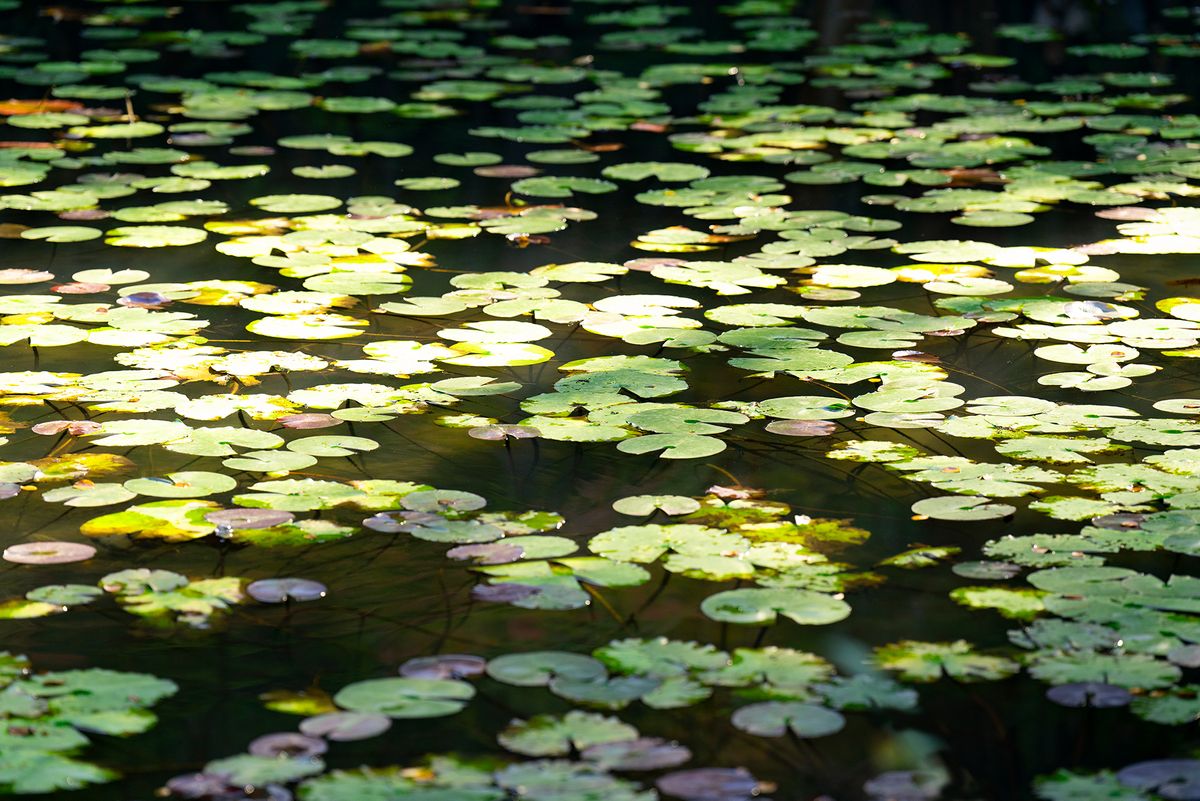 Lily Pads.jpg