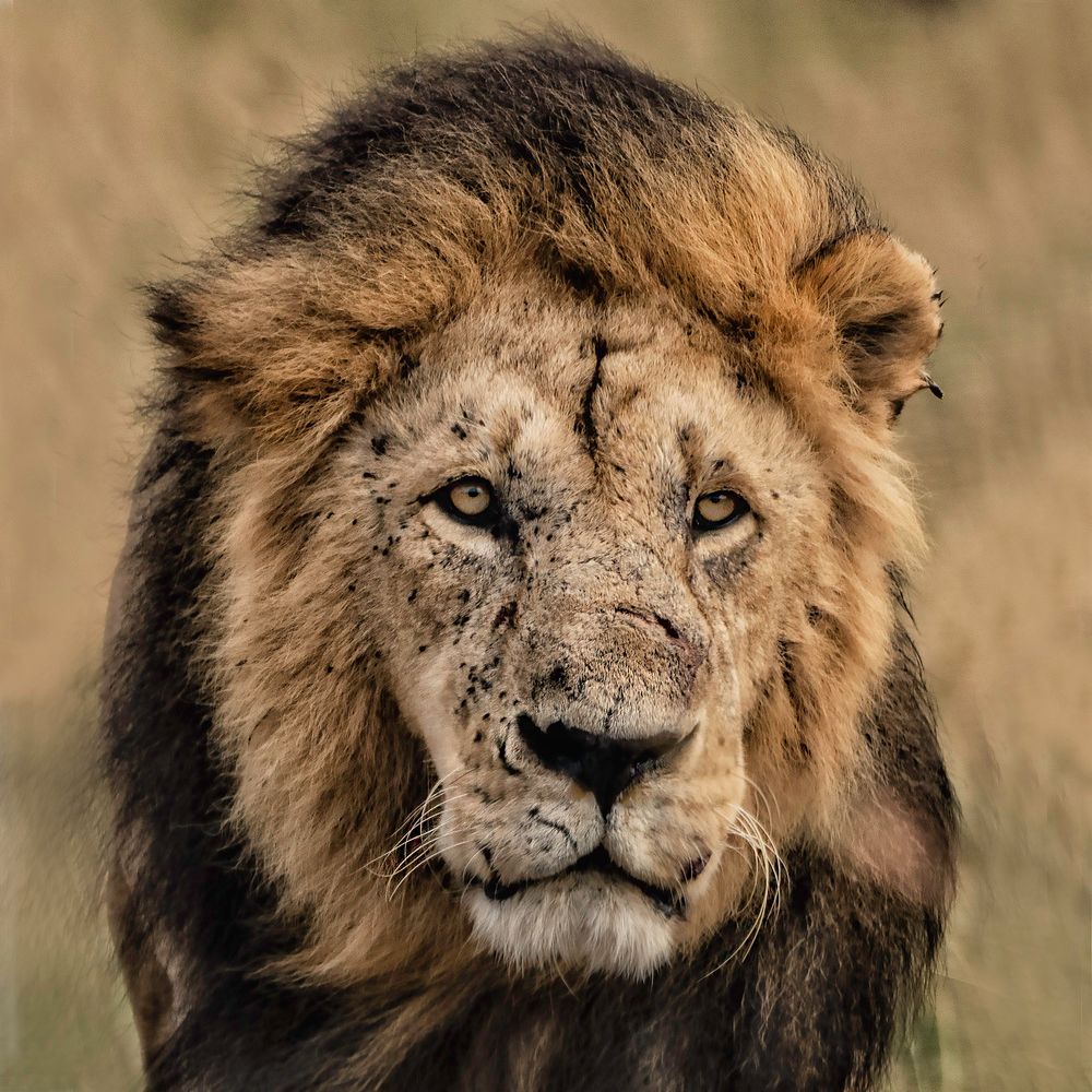 Safari - Masai Mara, Namibia 