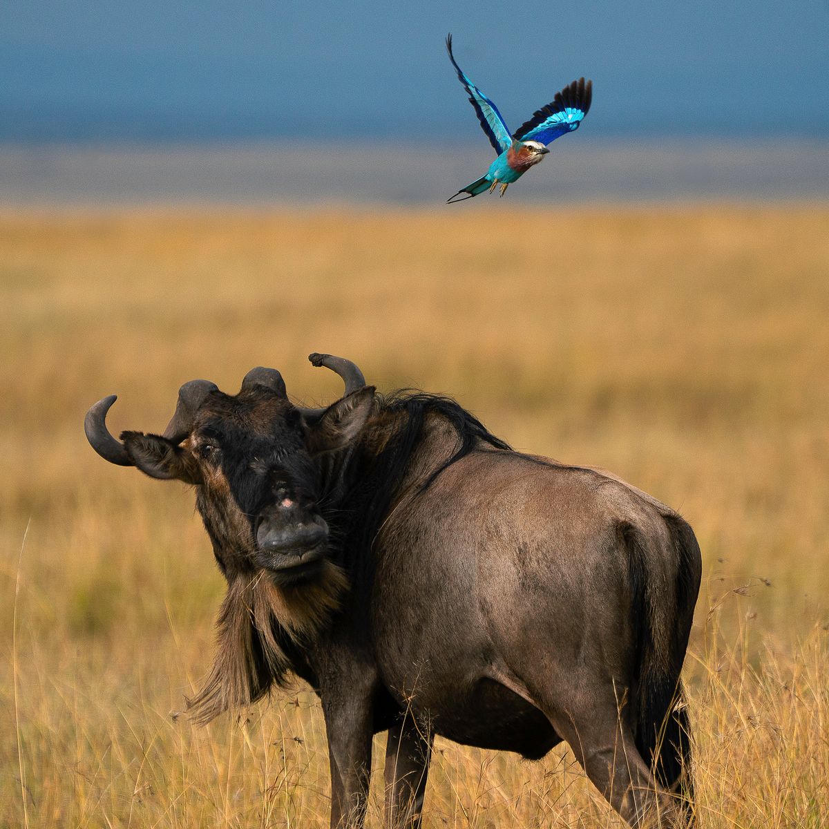 wildebeest and bird