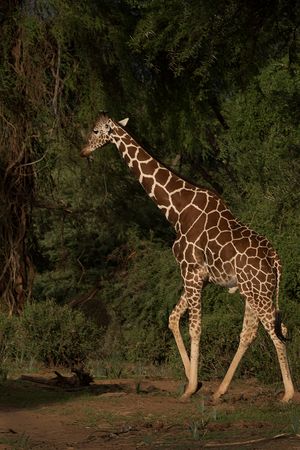Giraffe green bkgrd.jpg