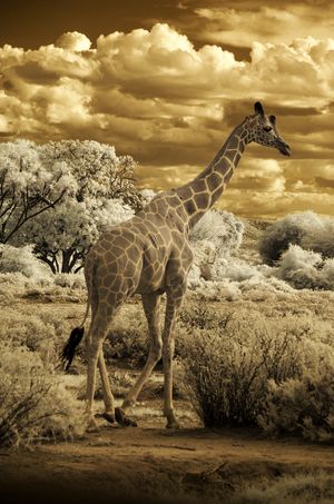 Giraffe walking
