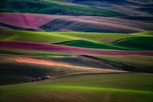 Steptoe Colors