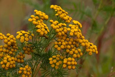 Symphony of Yellow