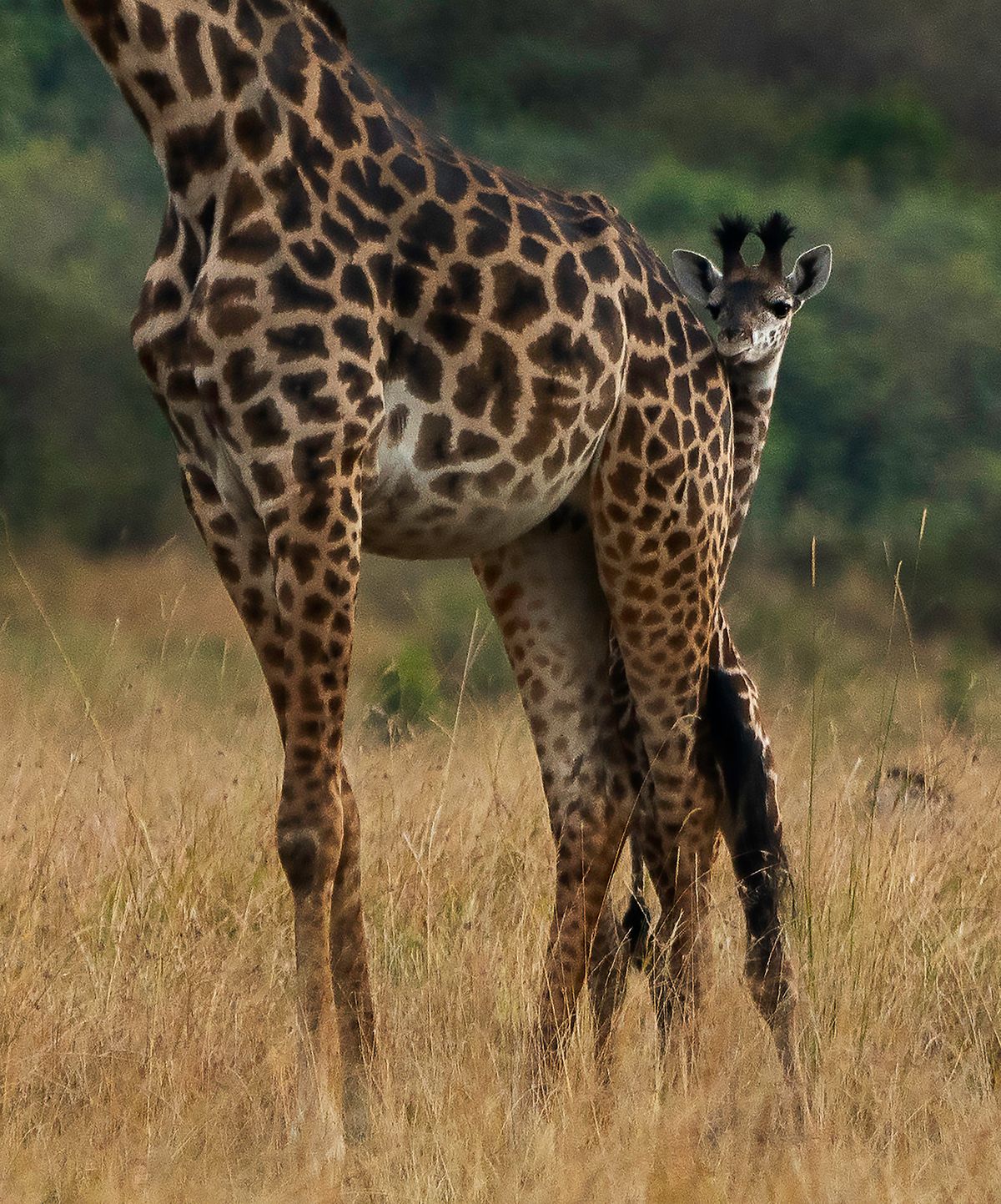 Mother and baby giraffe