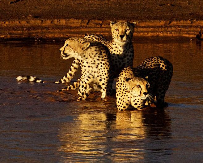 Three cheetahs getting ready to cross the river at sunrise. Cheetahs