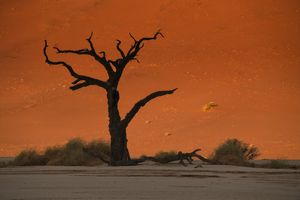 Lone Tree