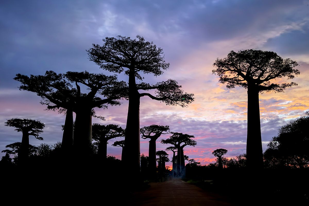 Towering ancient Baobab trees Baobab Avenue