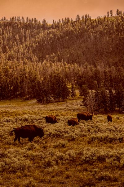 Grazing