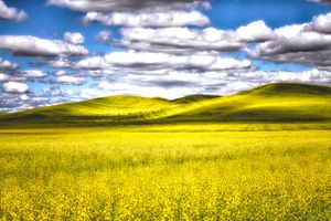 Canola fields