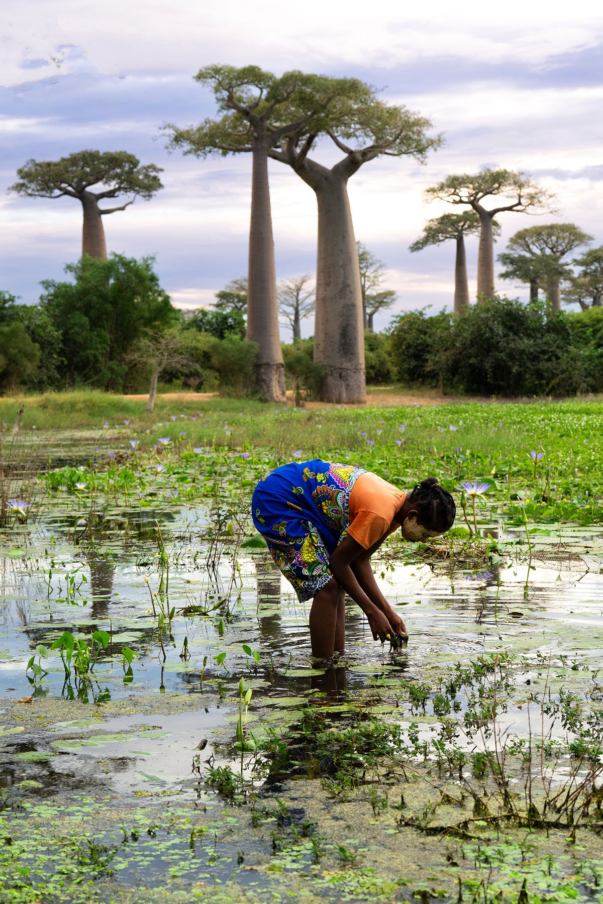 Baobab Trees with pond and woman Soft Edges