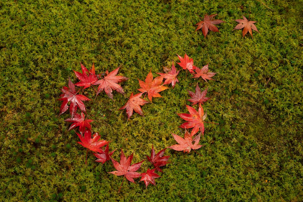 Leaf Hearts