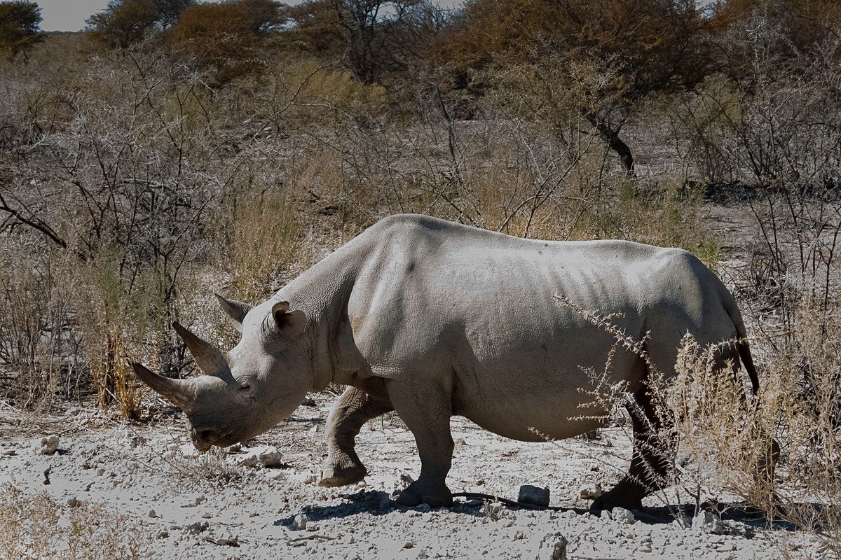 Rhino out Walking