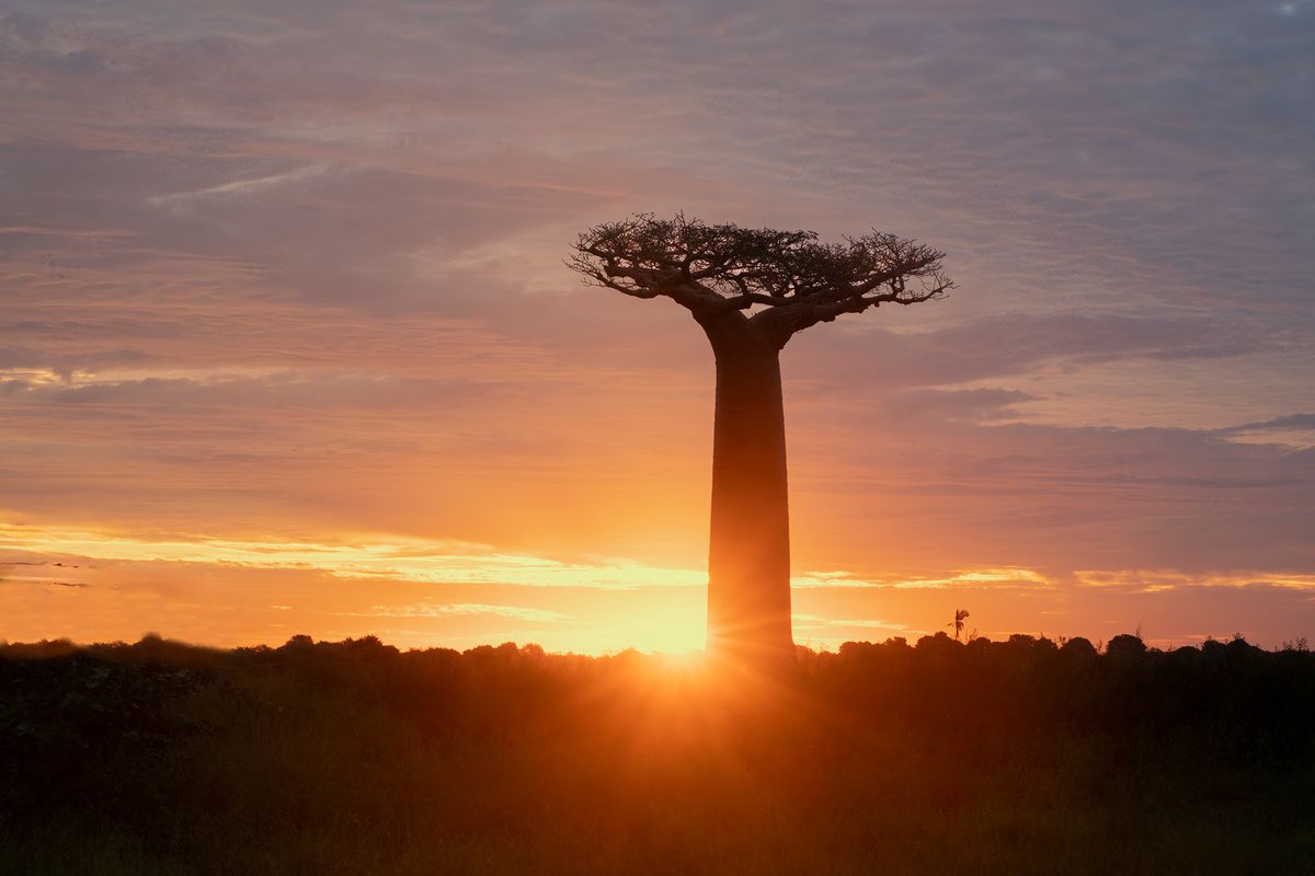 Sunset Baobab.jpg