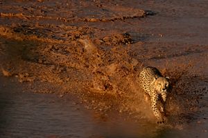 Cheetah