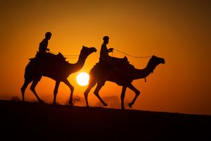 Camels