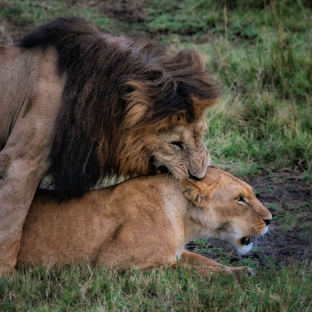  Lion Love