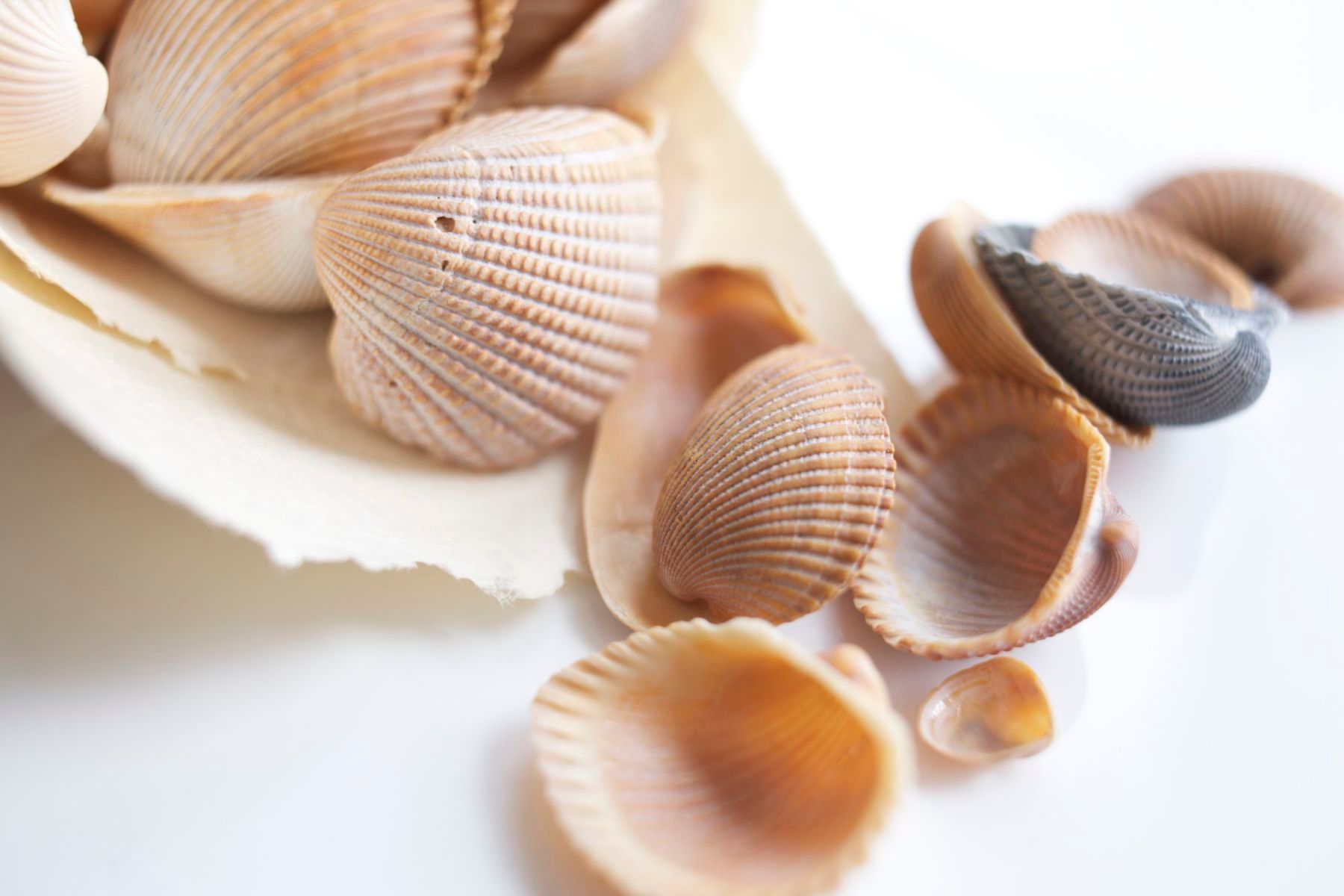 1stills_0509_patricia_things_132