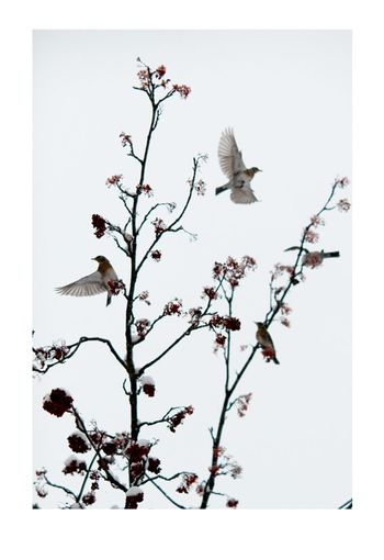 Pigment Print on Fine Art Paper Sils Maria: Winterbirds