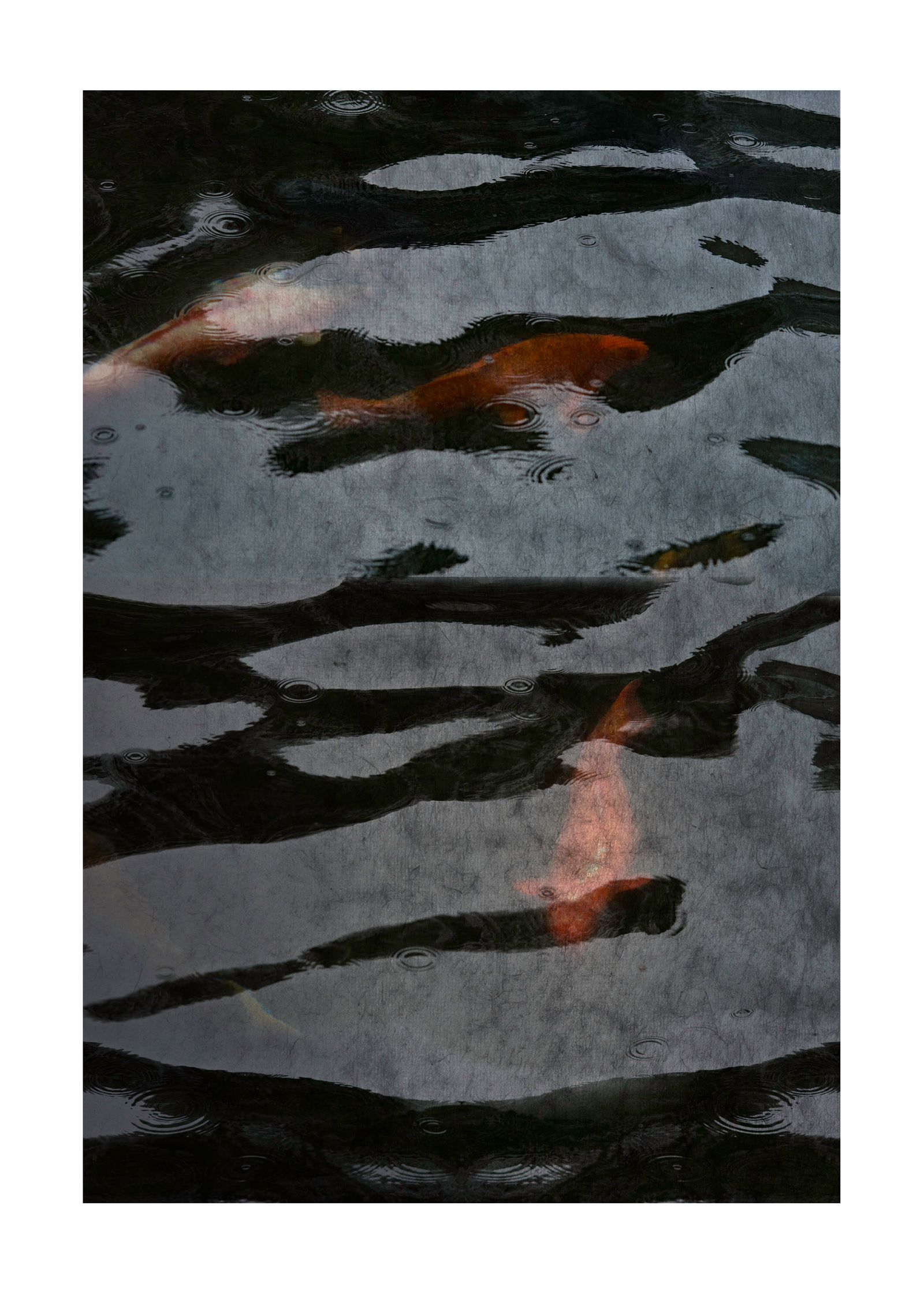 Koi I