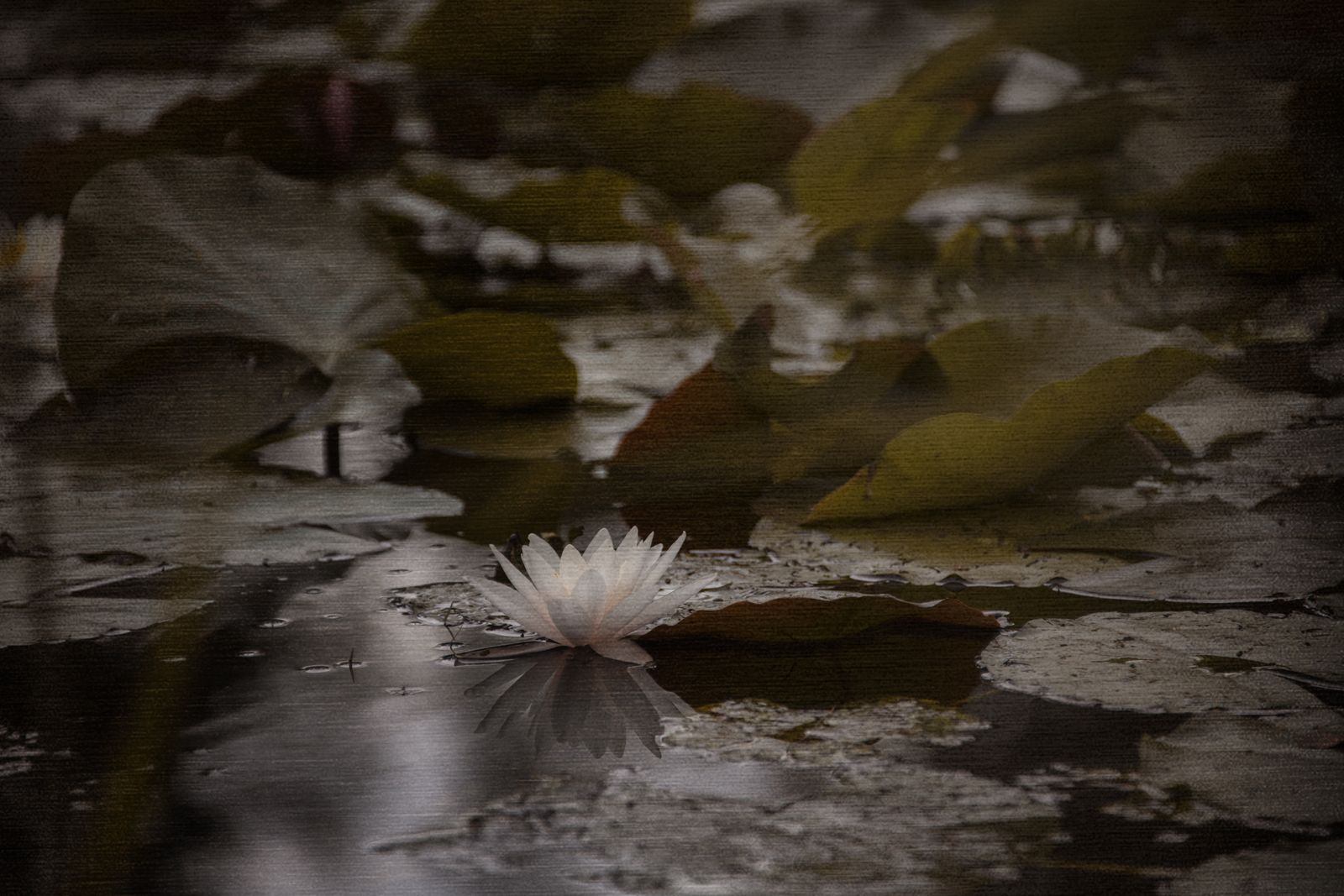 Seerose weiss II.jpg