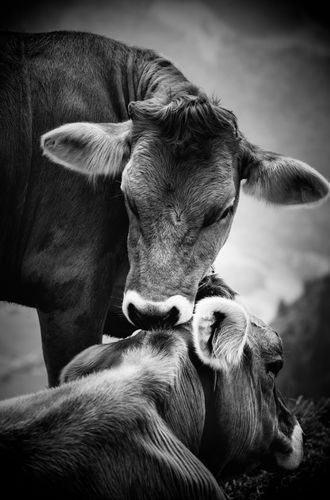 Cows Gummen3bw.jpg