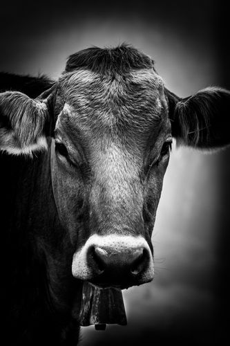 CowGrandad.jpg