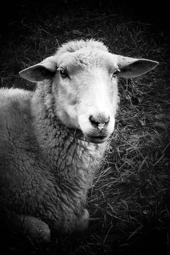Sheep.jpg