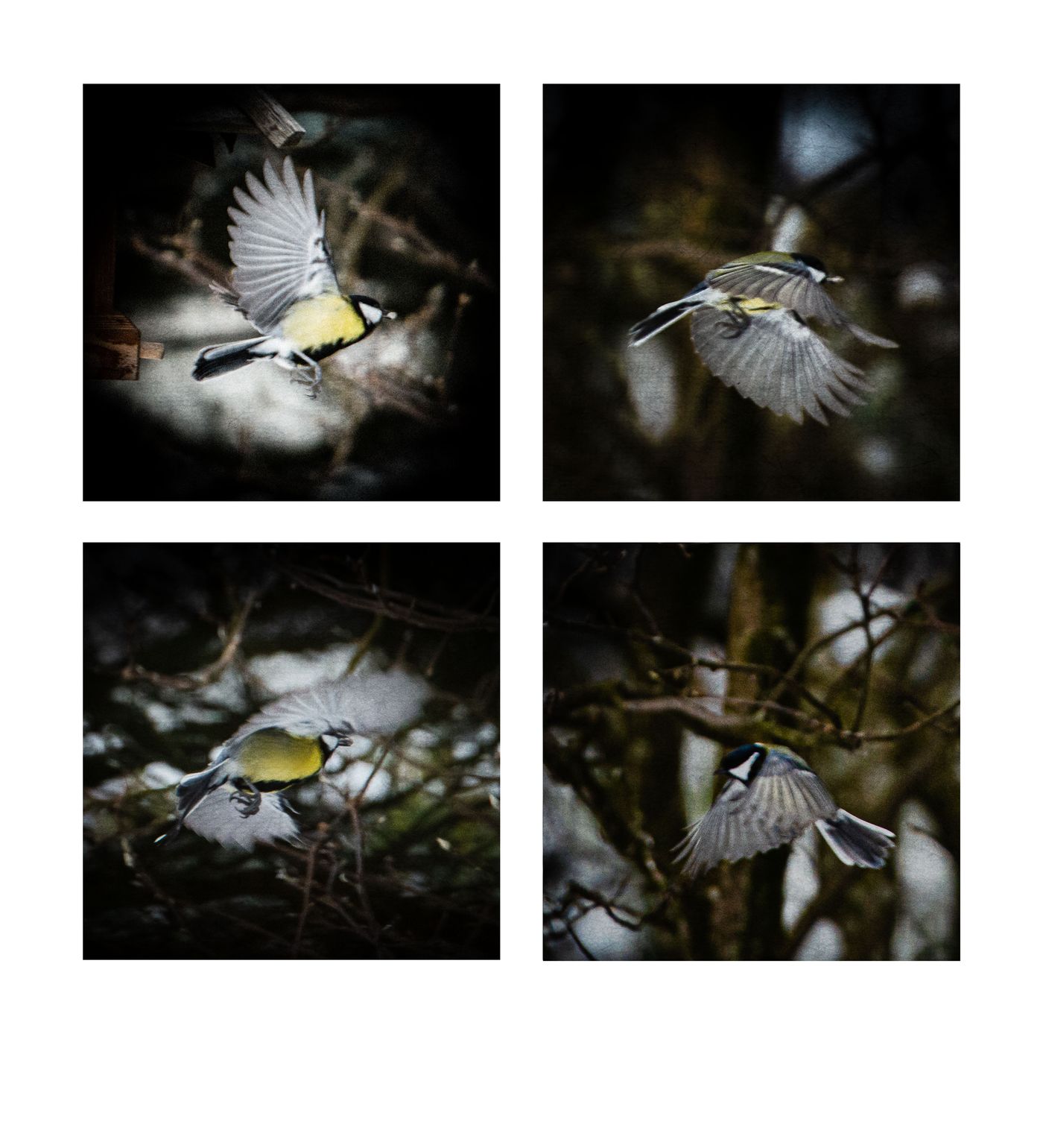 Engadin: Stazerwald Birds