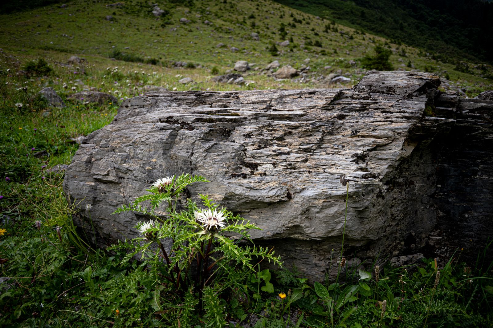 L1003138.jpg