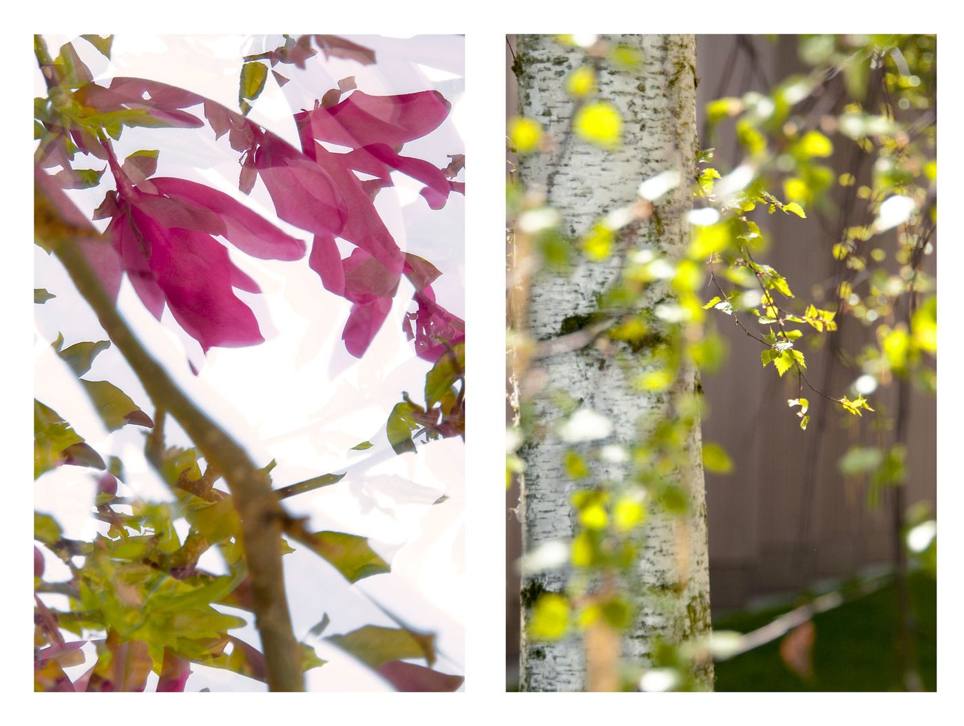 Magnolia & Birches (Set of 6)