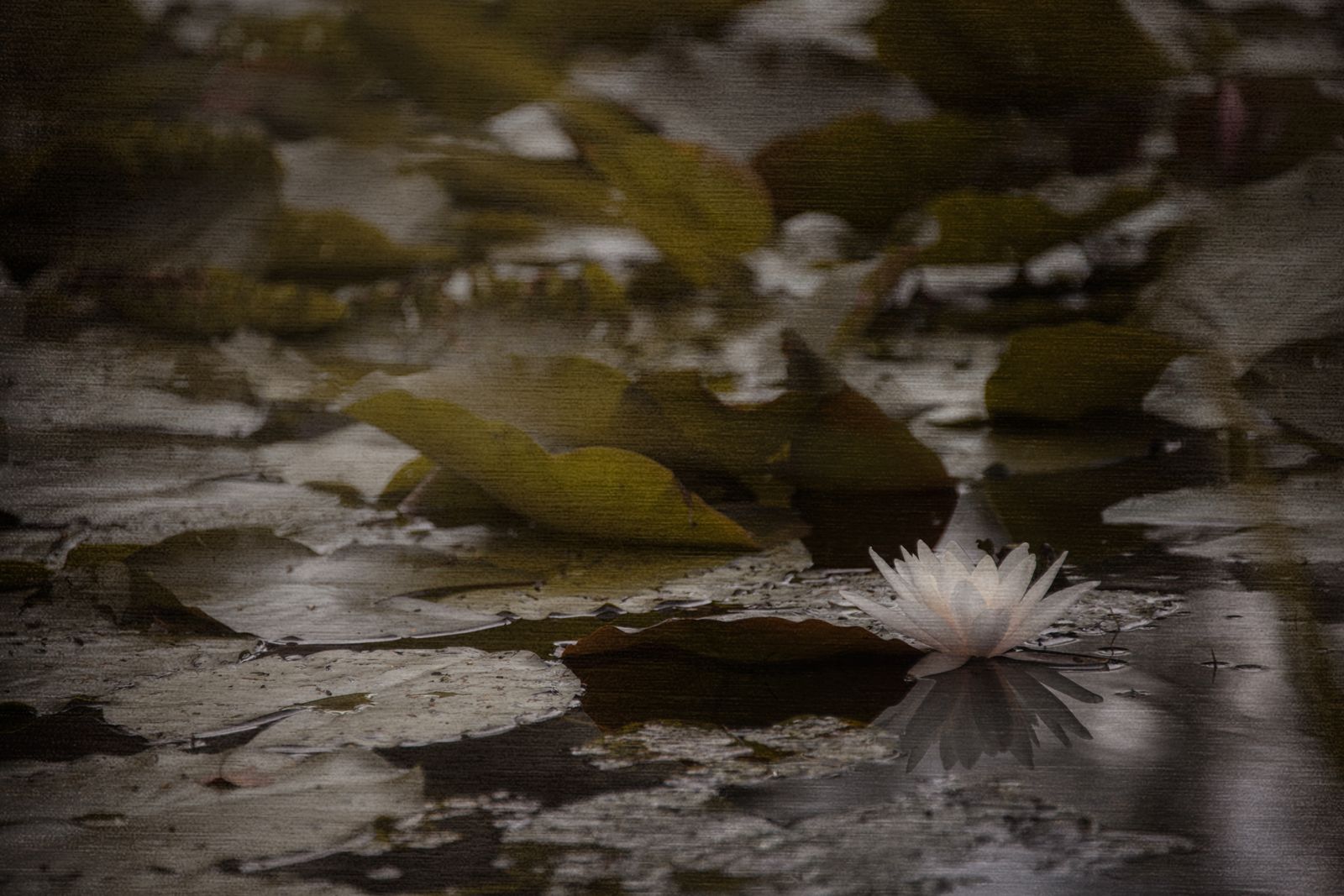 Seerose weiss I.jpg