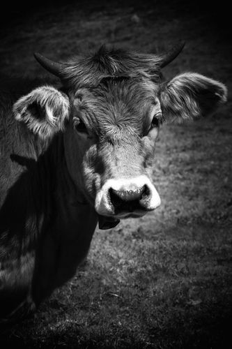 CowLittle.jpg