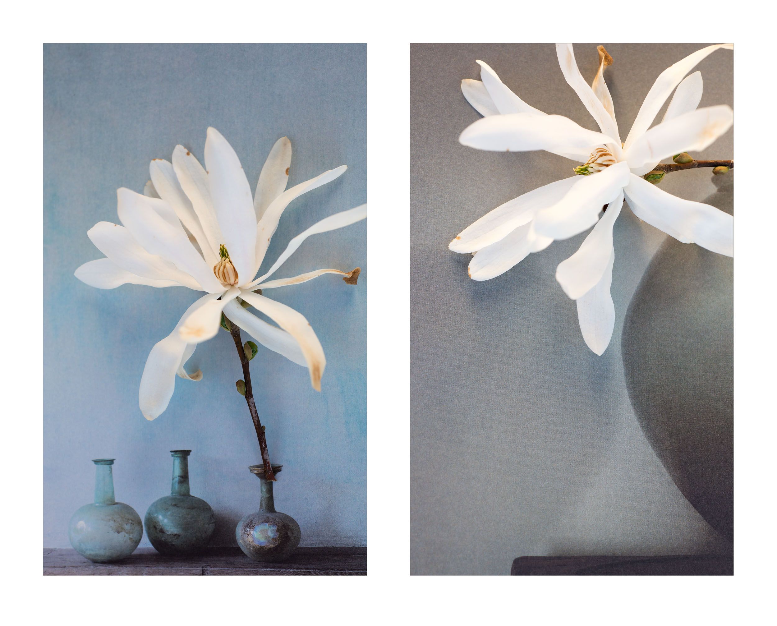 Magnolien