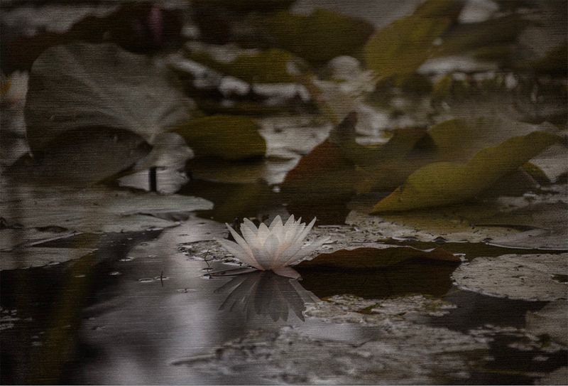 Seerose weiss.jpg