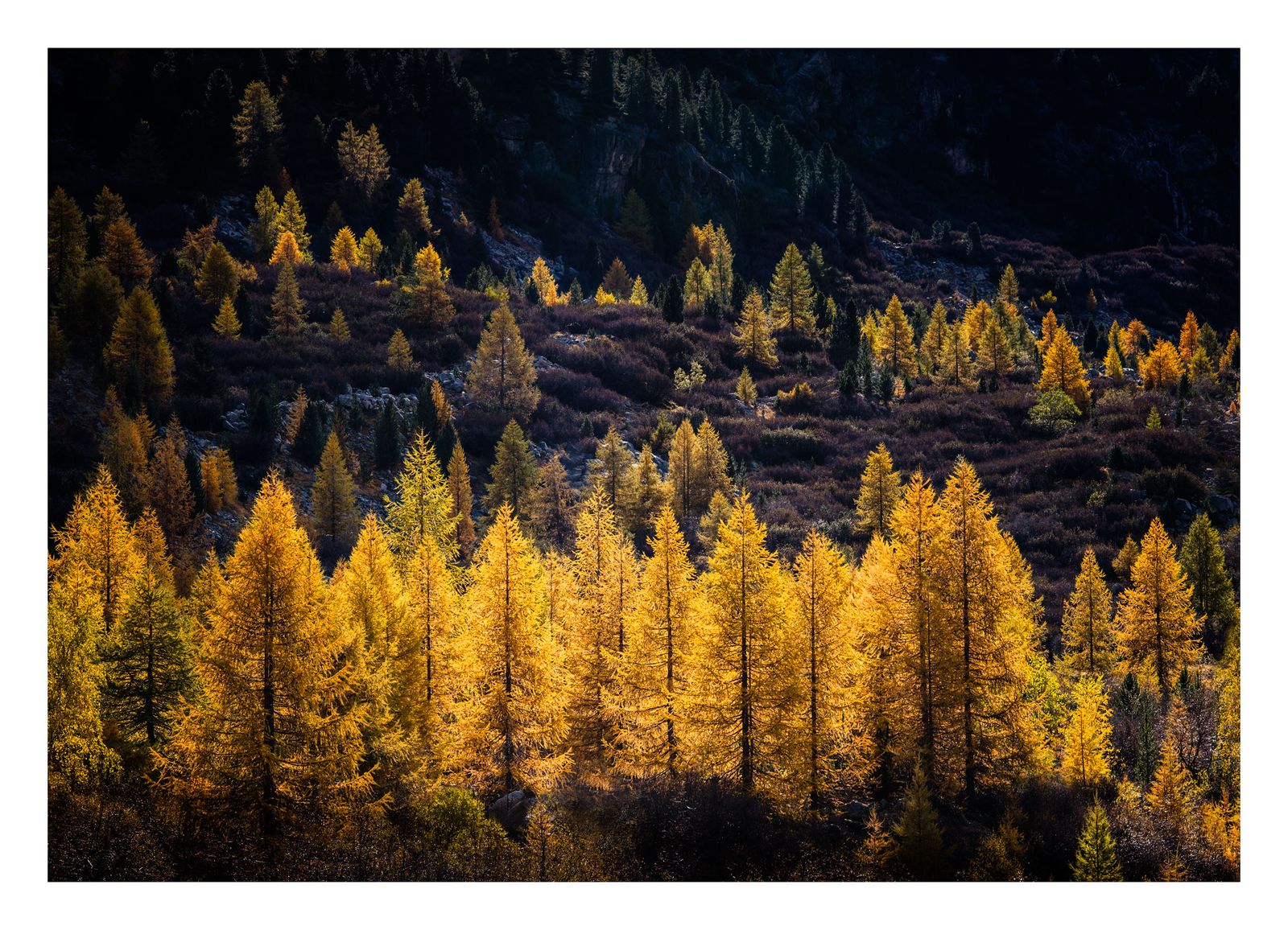 Engadin: Larches