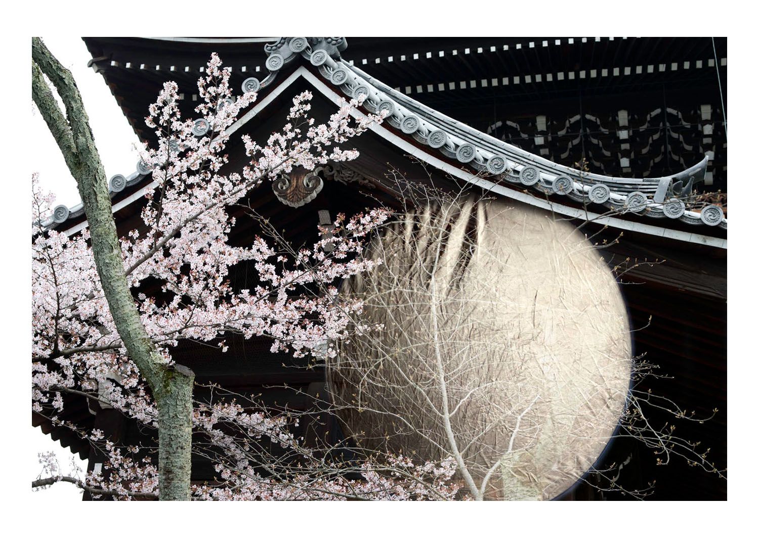 cherry_temple wb.jpg