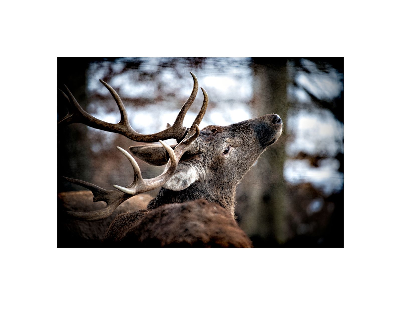 Mountain Forest Deer III