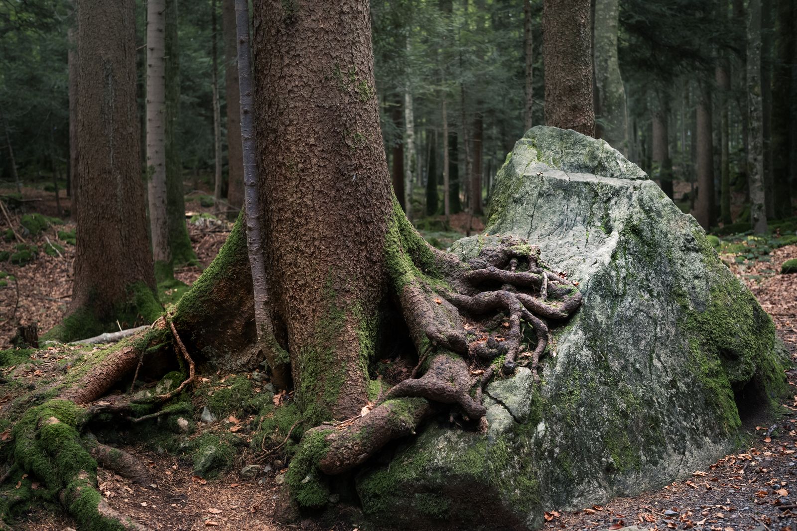 L1006113-Edit.jpg