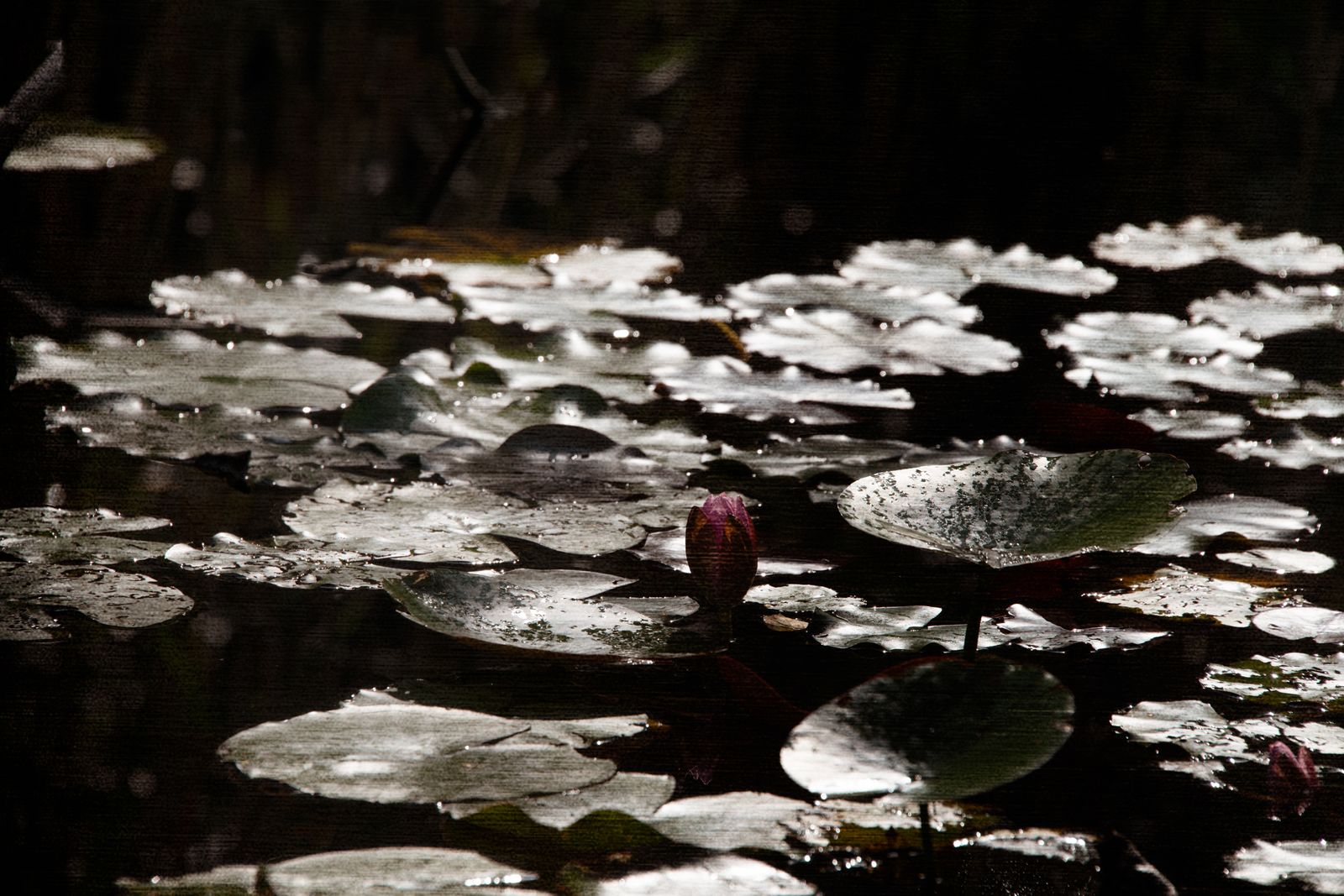 Seerose pink III.jpg