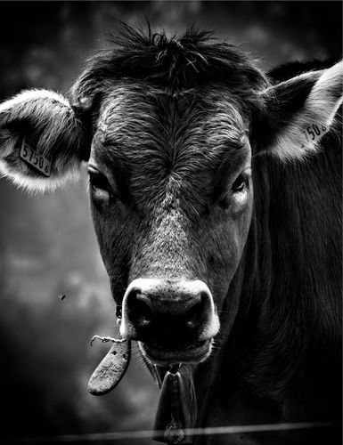 Cow2.jpg