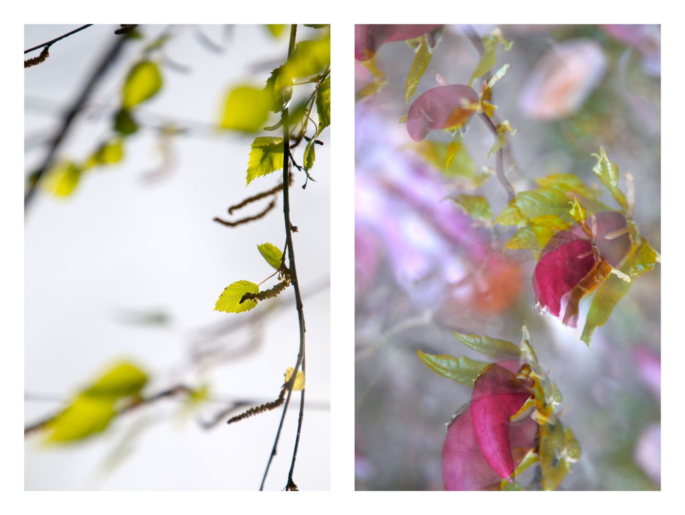 Magnolia & Birches (Set of 6)