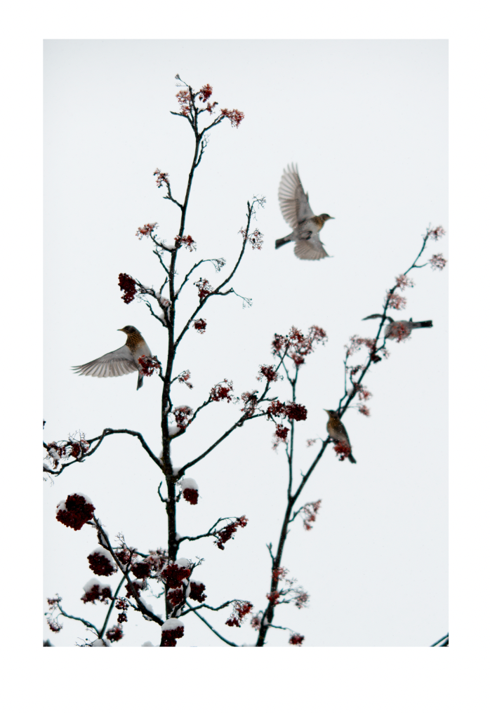 Pigment Print on Fine Art Paper, Max Size 150 cm x 100 cm Sils Maria: Winterbirds