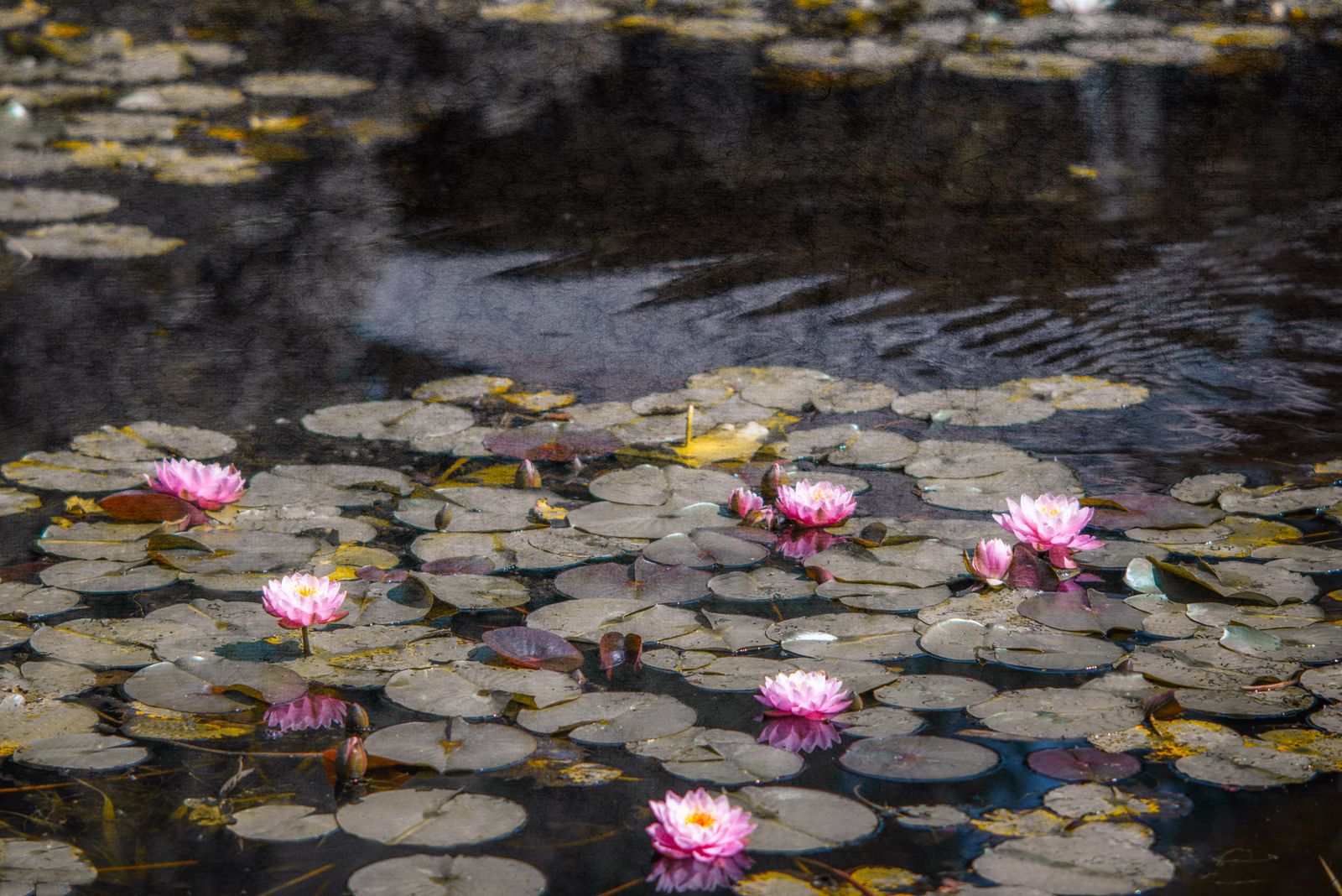 Seerose1 flat corr.jpg
